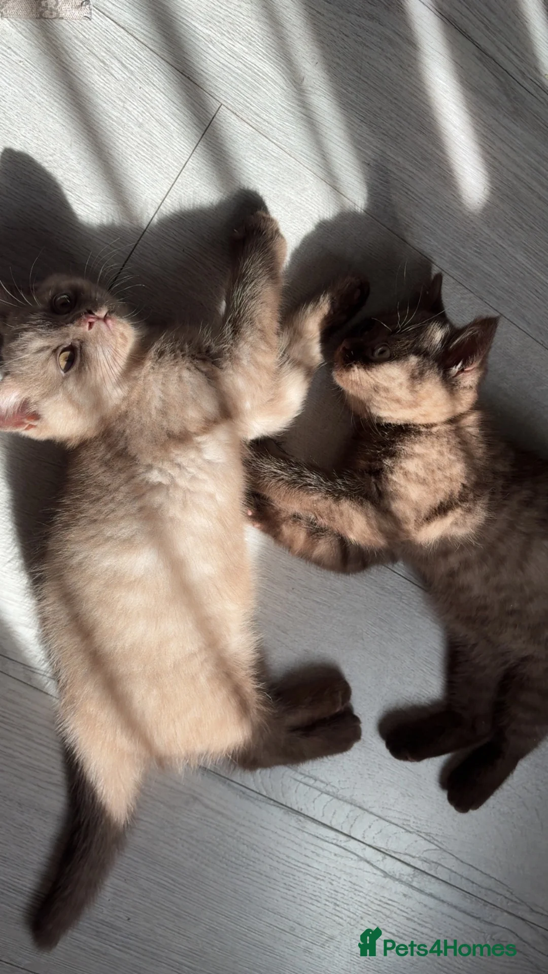 British Shorthair cats for sale: 🐾 Beautiful British Shorthair Kittens 🐾 - Advert 1