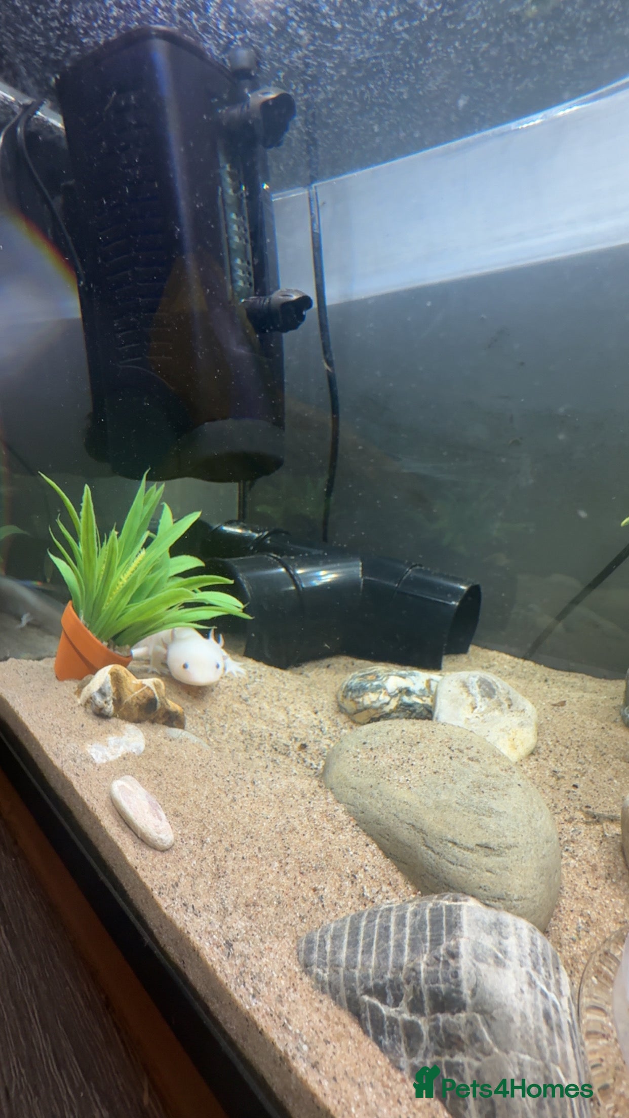 Axolotl reptiles Axolotl for a good home - Advert 1