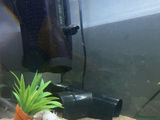 Axolotl reptiles Axolotl for a good home - Advert 6