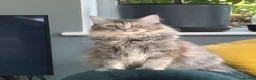 Maine Coon cats for sale: Beautiful main coon kittens for sale in Runcorn - Advert 39