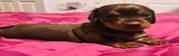 Dachshund dogs for sale: Beautiful Chocolate and Tan girls - Advert 6