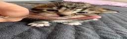 Domestic Shorthair cats for sale: domestic short hair kittens for sale  - Advert 11