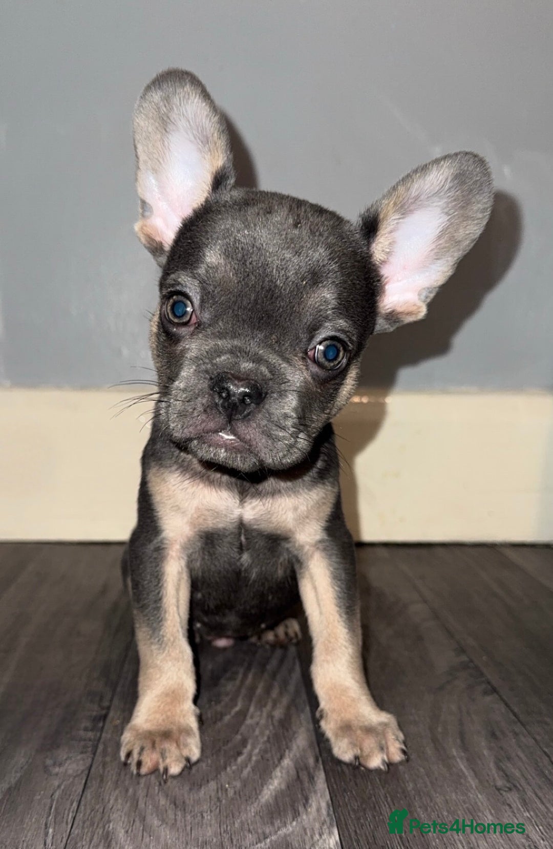 French Bulldog dogs for sale: REDUCED! French Bulldog puppies - Advert 24