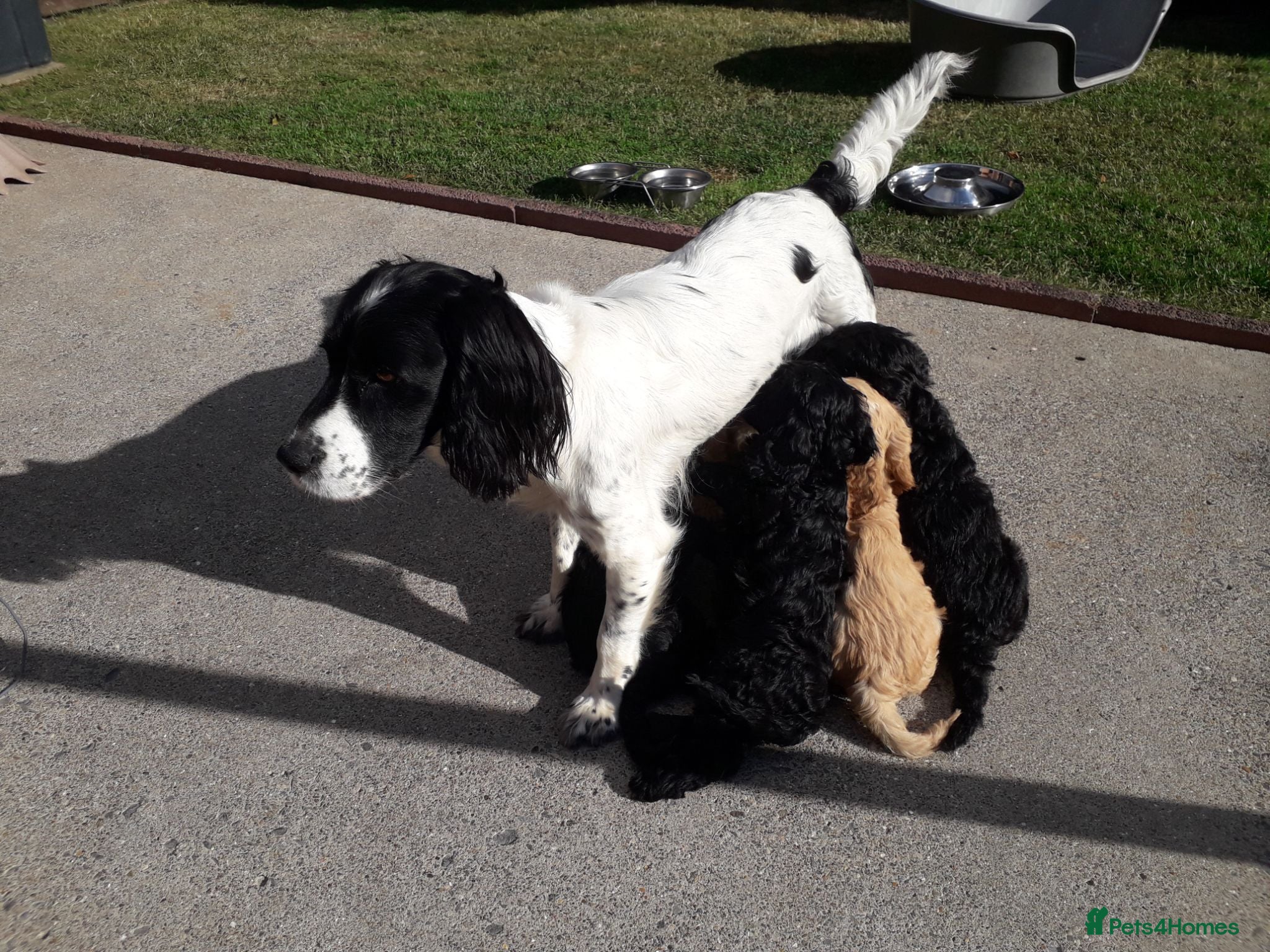 Cockapoo dogs Cockerpoo puppies. F1. 3 left ready to go now  - Advert 2