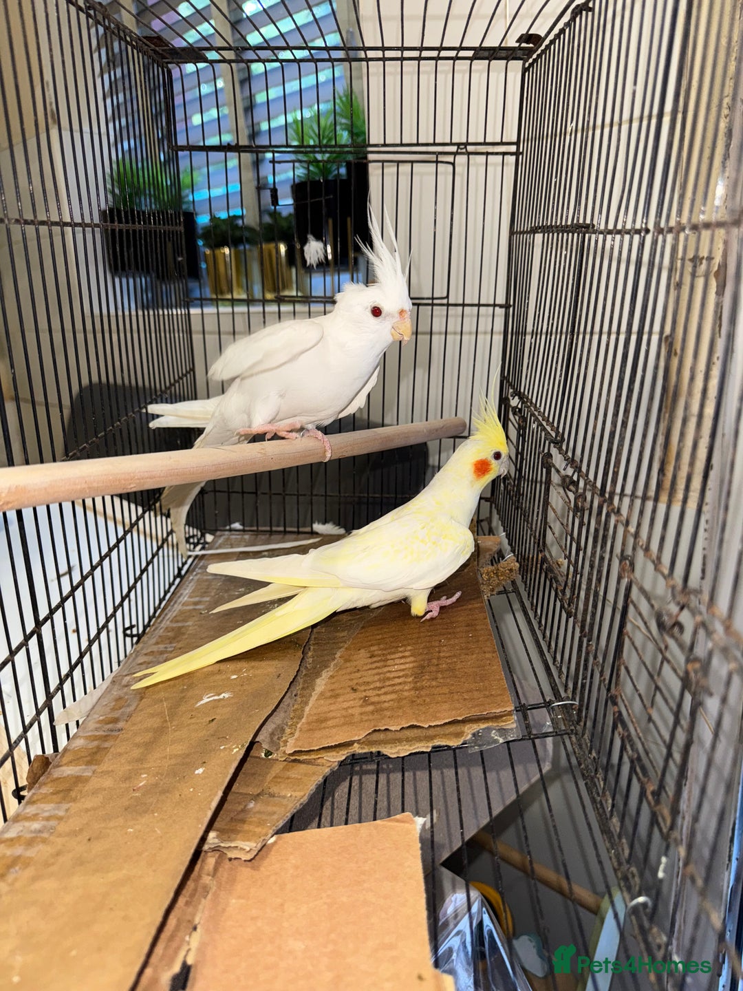 Cockatiels birds for sale: Breeding pair  - Image 6