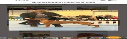 Hungarian Vizsla dogs for sale: EXCEPTIONAL HUNGARIAN VIZSLA PUPPIES in Sleaford - Advert 15