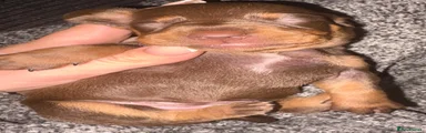 Dachshund 6