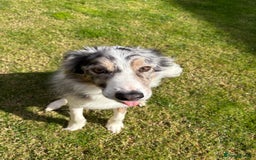 Border Collie dogs for sale: Male Blue Merle Border Collie.  - Image 4