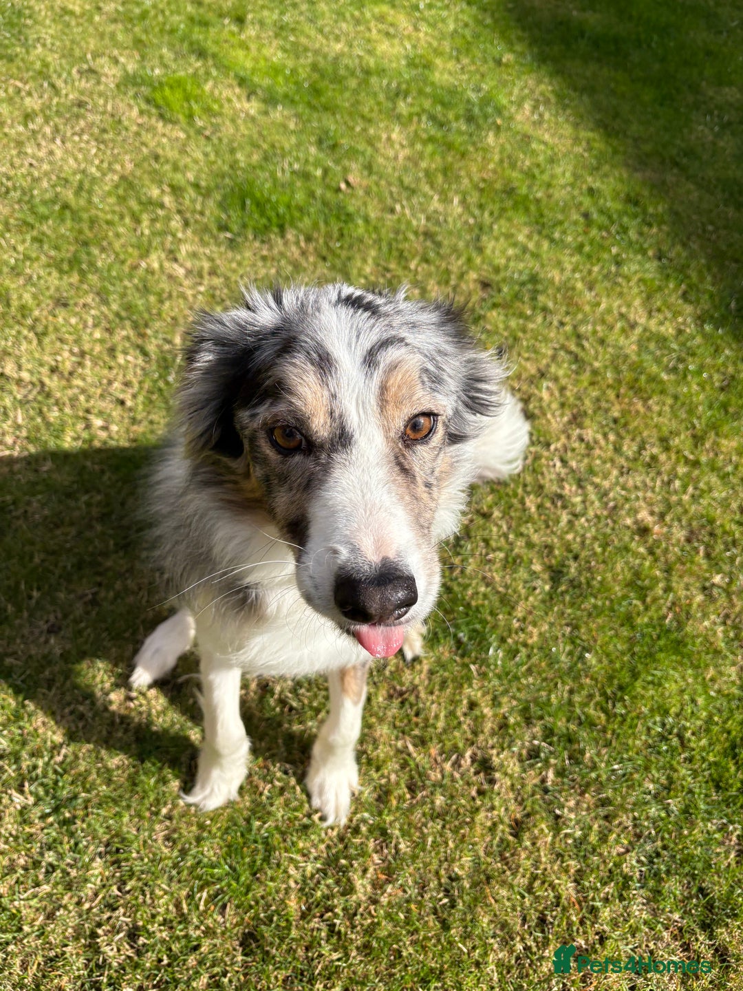 Border Collie dogs for sale: Male Blue Merle Border Collie.  - Image 4