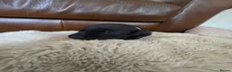 Staffordshire Bull Terrier dogs for sale: Staffordshire Bull terrier puppies 🐶  in Cheltenham - Advert 19