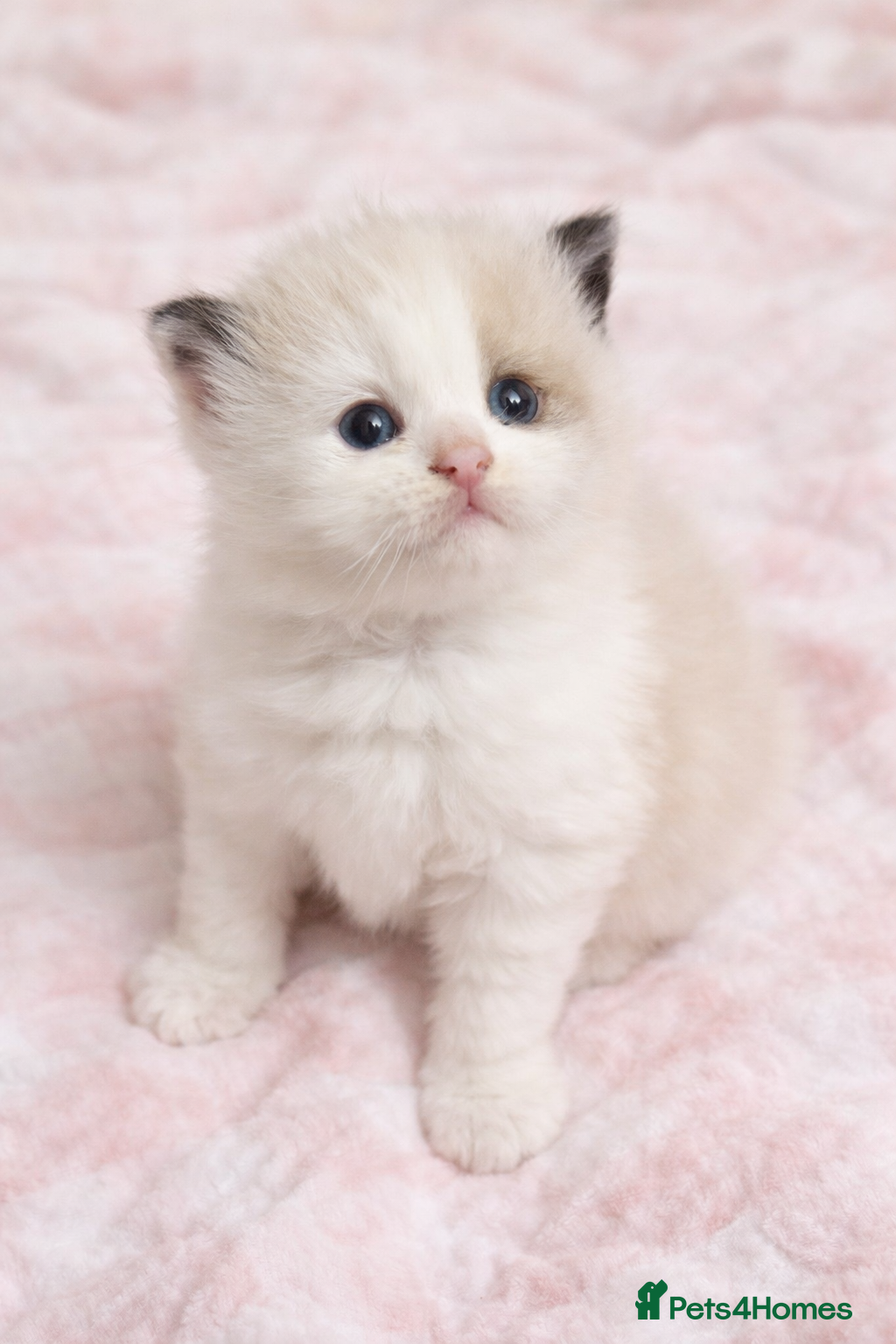 Ragdoll cats Microchipped Ragdoll Pedigree Kittens - Advert 1