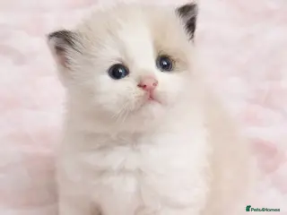 Ragdoll cats Microchipped Ragdoll Pedigree Kittens - Advert 2