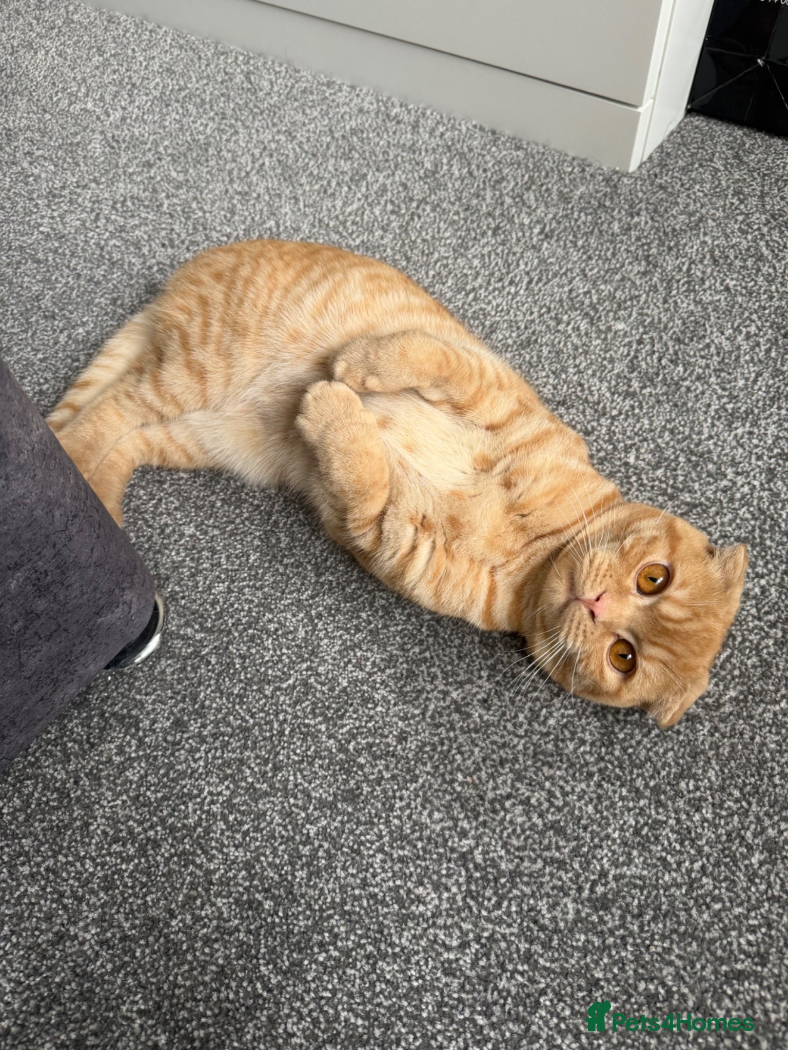 Mixed Breed cats Affectionate British Shorthair for sale - Advert 3