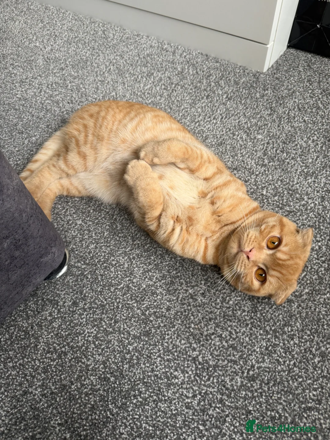 Mixed Breed cats for sale: Affectionate British Shorthair for sale in Tipton - Advert 1