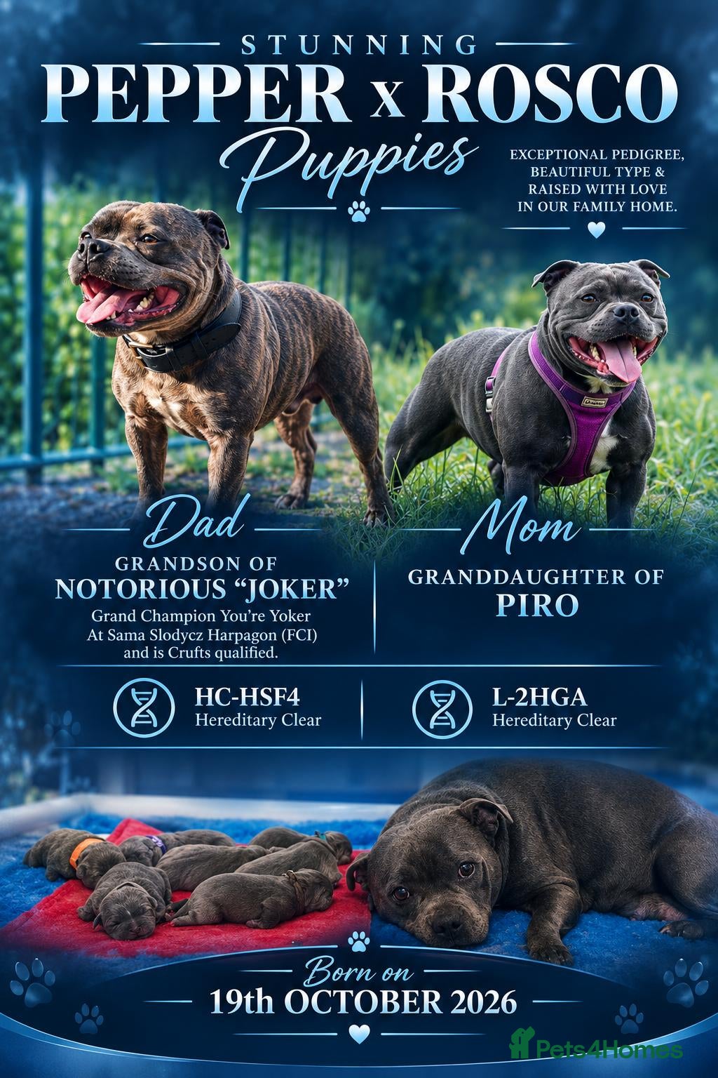 Staffordshire Bull Terrier dogs Stunning Blue Staffie Pups 🐾 - Advert 16