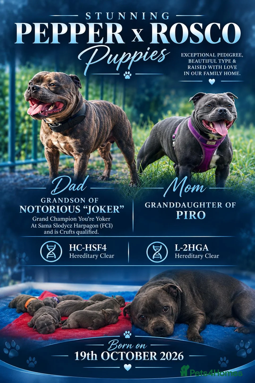 Staffordshire Bull Terrier dogs for sale: Stunning Blue Staffie Pups 🐾 - Advert 1