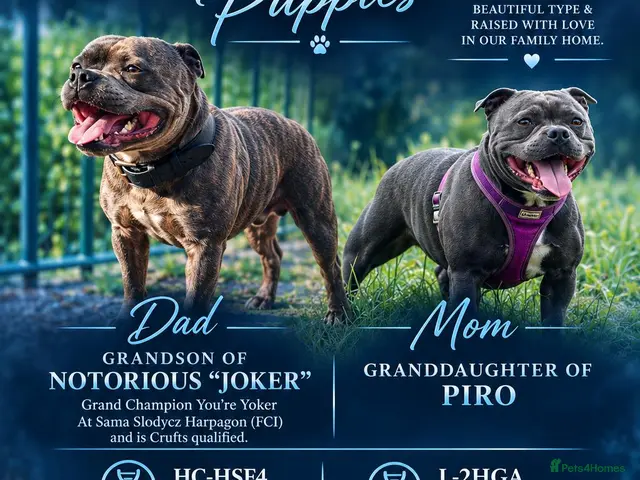 Staffordshire Bull Terrier dogs Stunning Blue Staffie Pups 🐾 - Advert 3