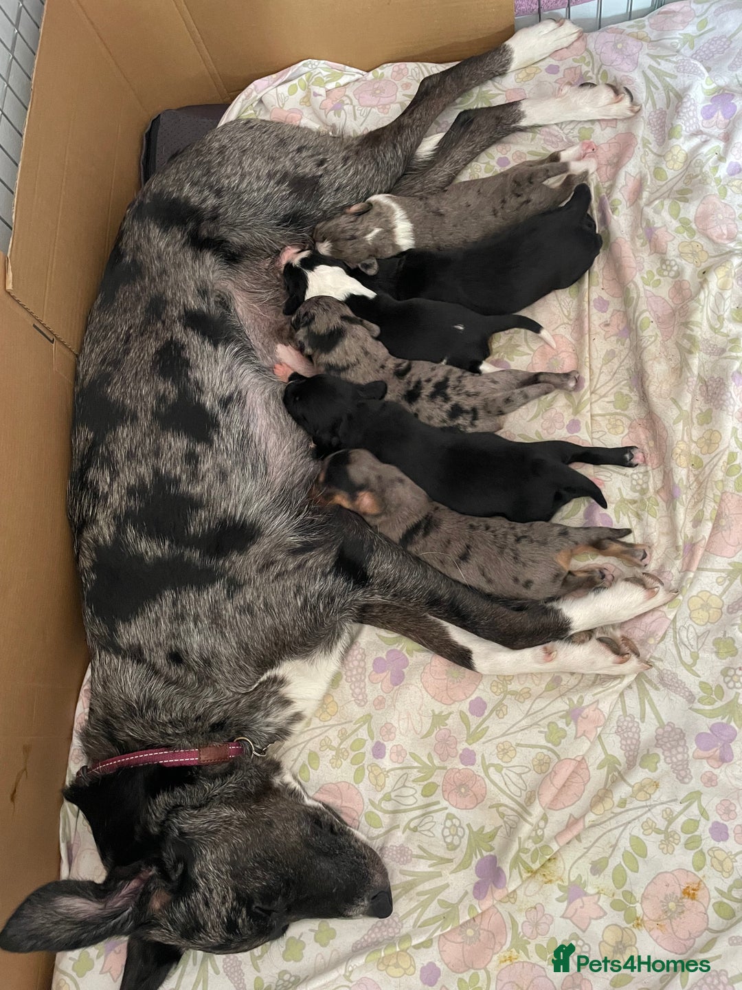 Mixed Breed dogs for sale: Sprollie Puppies  - Image 23
