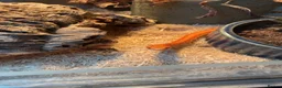 Corn Snake reptiles for sale: 2 year old female sun glow corn snake  in Winchelsea - Advert 1