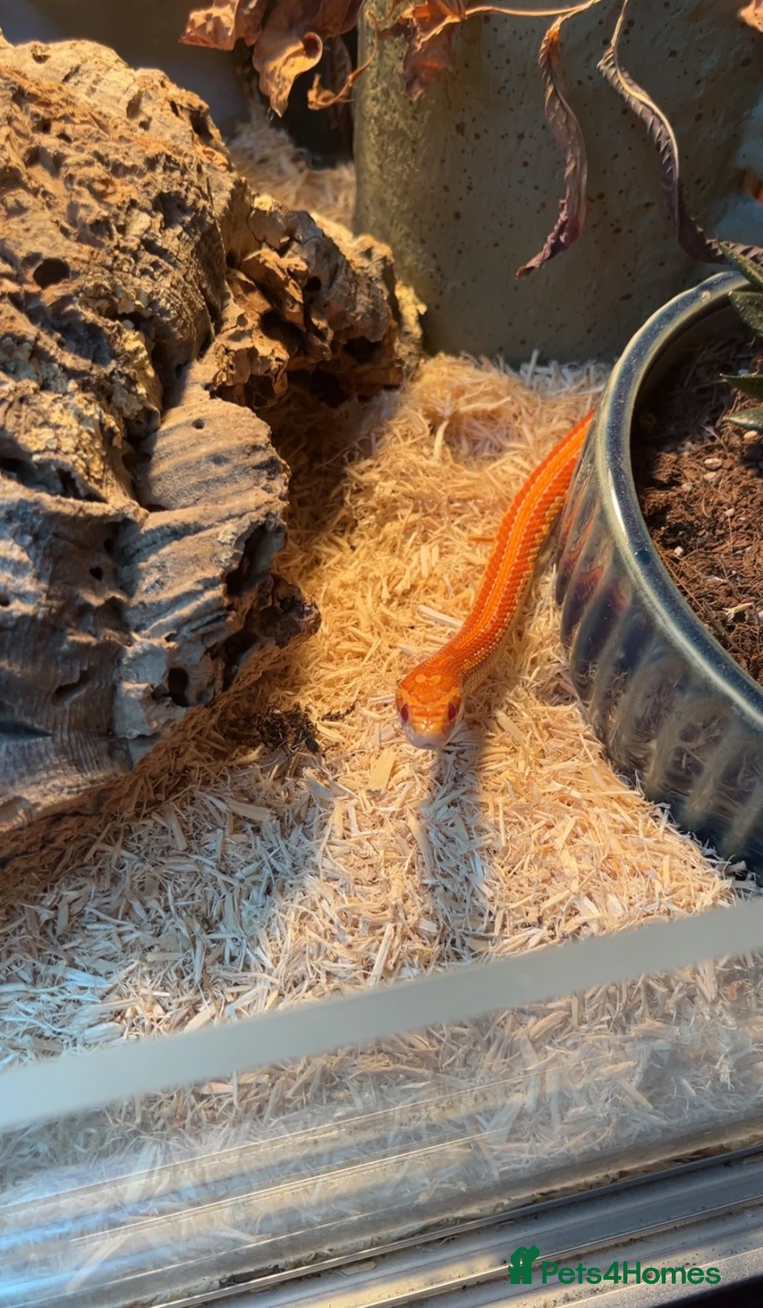 Corn Snake reptiles for sale: 2 year old female sun glow corn snake  in Winchelsea - Advert 1