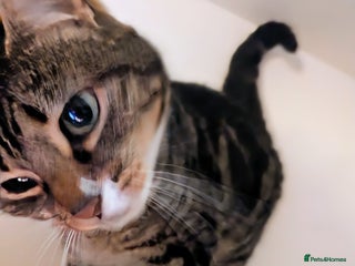 Mixed Breed cats Beautiful Female Tabby cat for sale - Advert 7