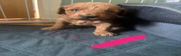 Mixed Breed dogs for sale: F1B cockapoos  - Advert 2