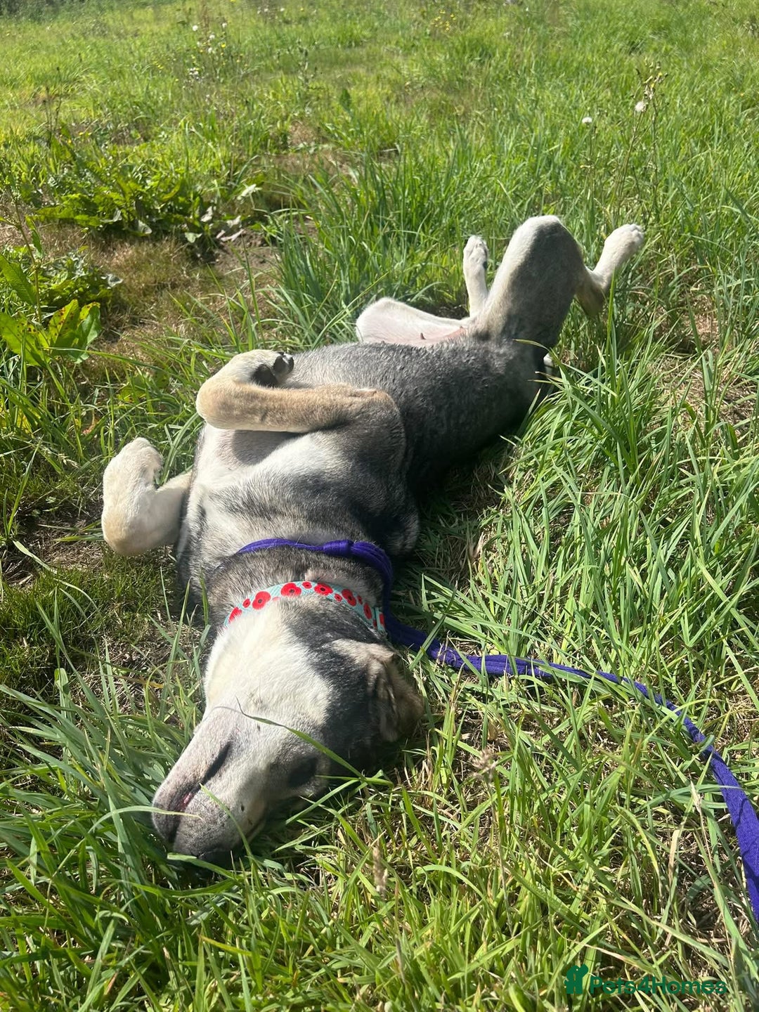 Mixed Breed dogs for adoption: Shirley - Norwich Norfolk  - Image 14