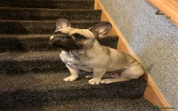 French Bulldog dogs for stud: French bulldog for stud *PROVEN* in Northampton - Image 5