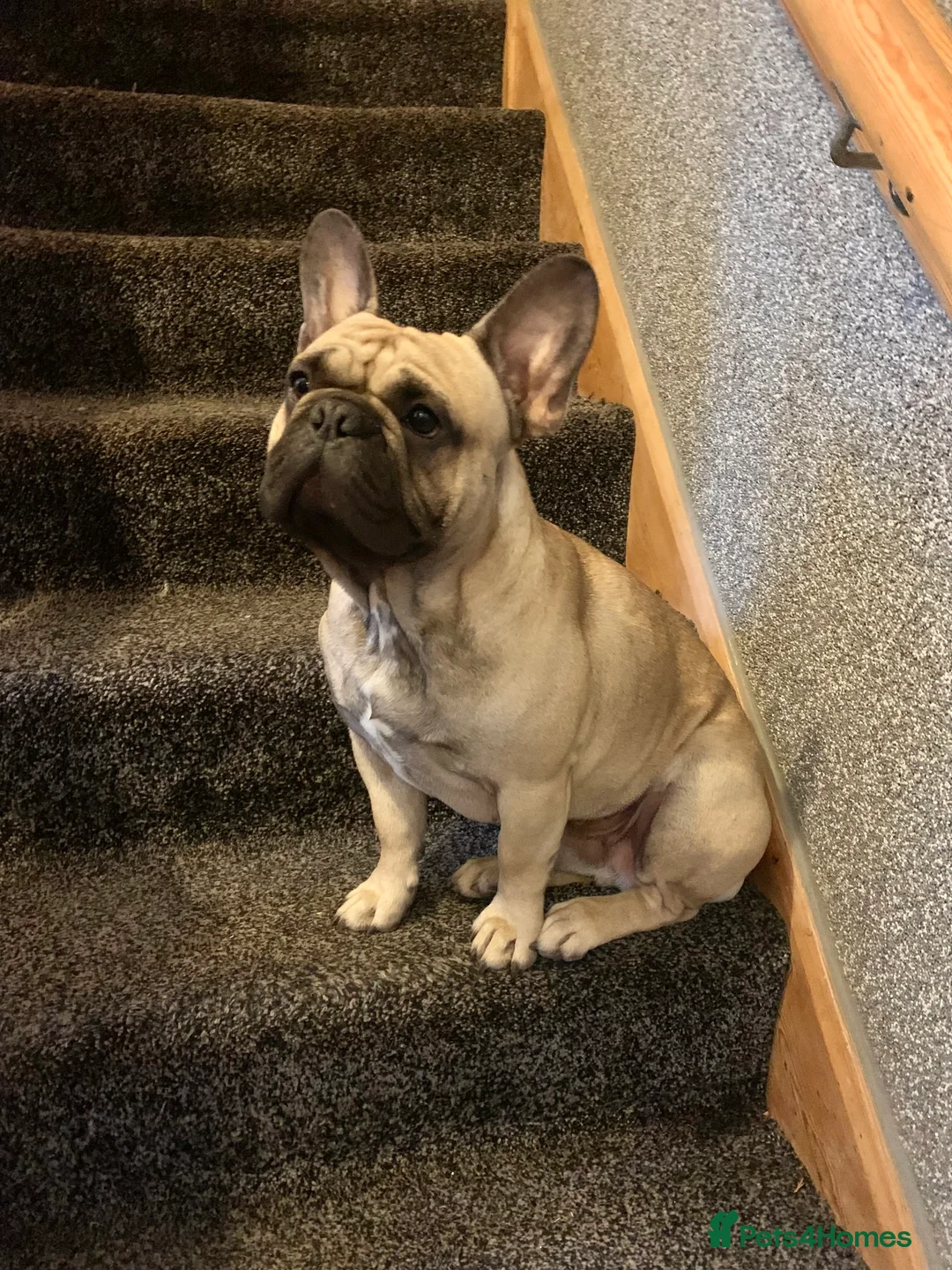 French Bulldog dogs for stud: French bulldog for stud *PROVEN* in Northampton - Advert 5