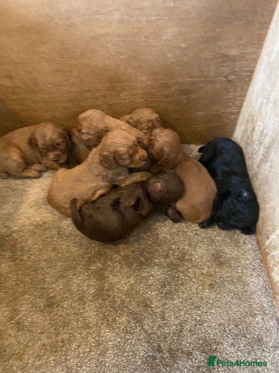 Cocker Spaniel dogs for sale: Working cocker spaniels - Advert 2