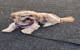 Shorkie dogs for sale: Beautiful Pixie needs forever home - Image 5