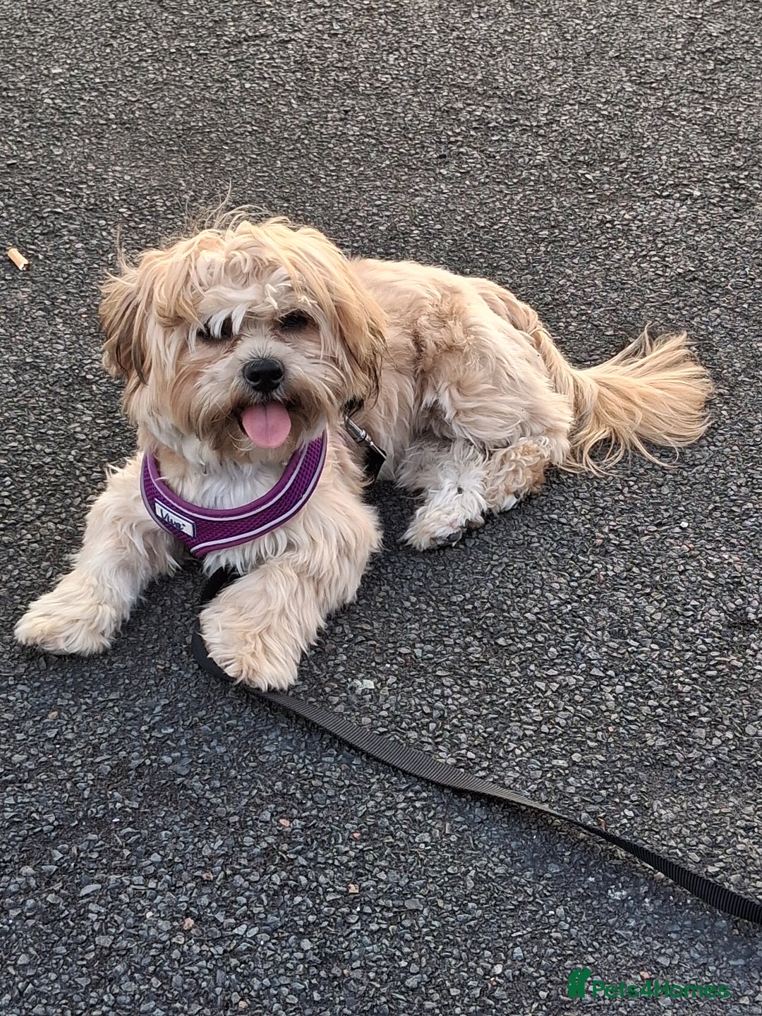 Shorkie dogs for sale: Beautiful Pixie needs forever home - Image 5