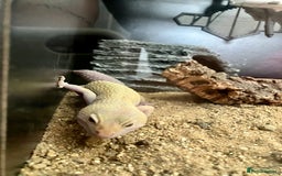 Leopard Gecko reptiles for sale: Albino leopard gecko  - Image 5
