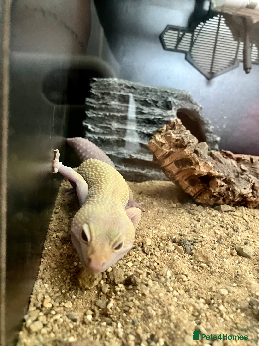 Leopard Gecko reptiles for sale: Albino leopard gecko  - Image 5