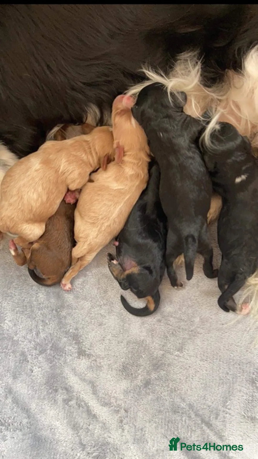 Poodle dogs for stud: 🏆PROVEN🏆sable miniature poodle health tested in Havant - Advert 19