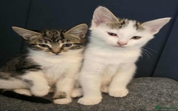 Mixed Breed cats for sale: 3 kittens  - Image 1