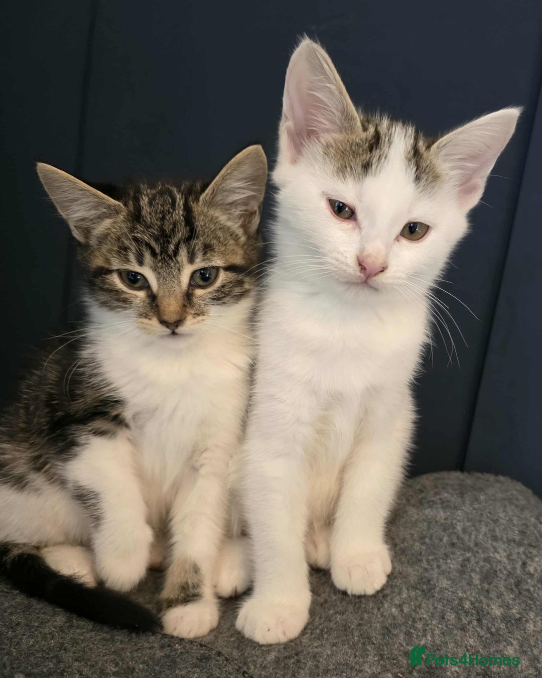 Mixed Breed cats for sale: 3 kittens  - Image 1