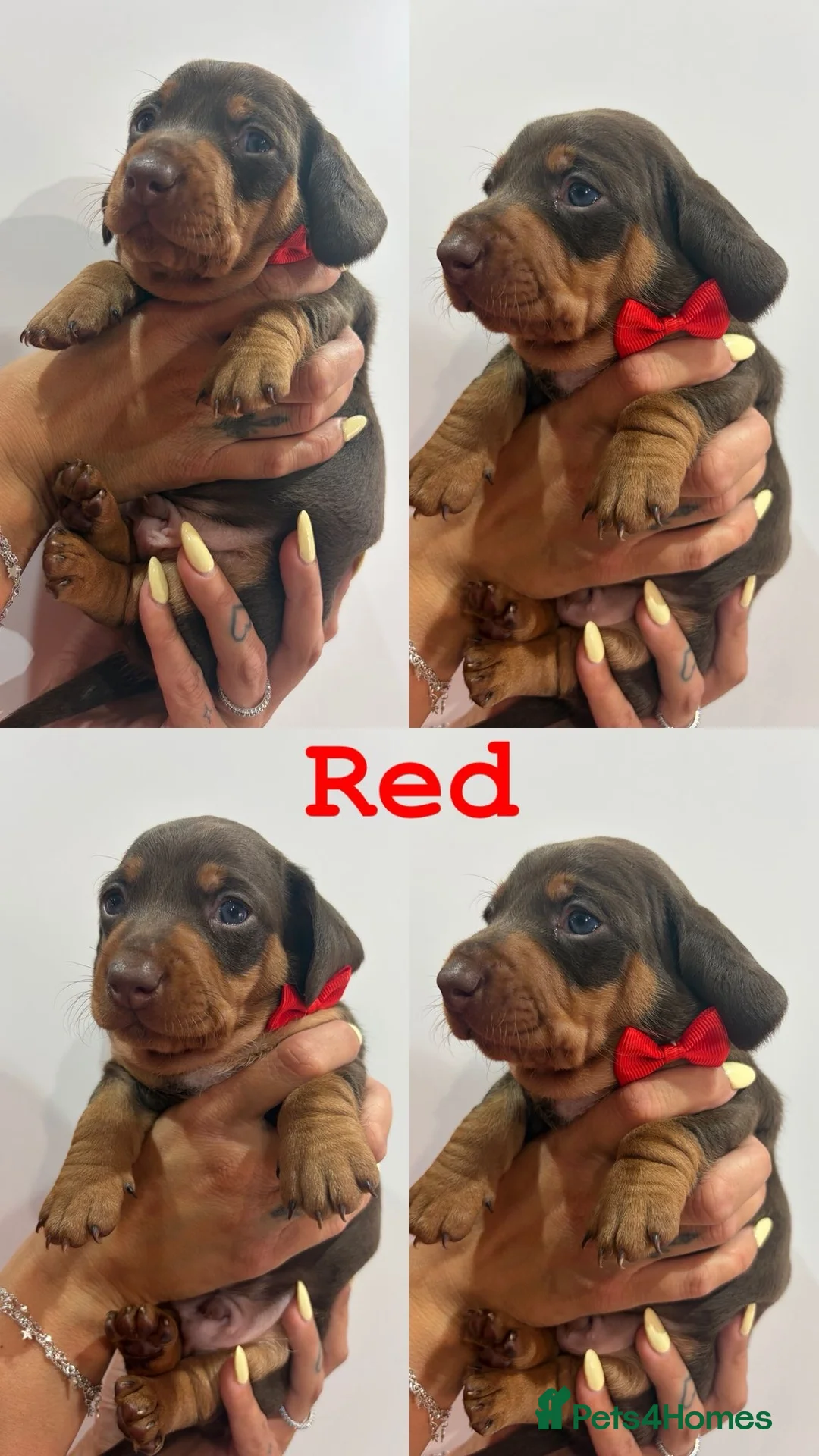 Dachshund dogs for sale: Miniature Dachshund  - Advert 2