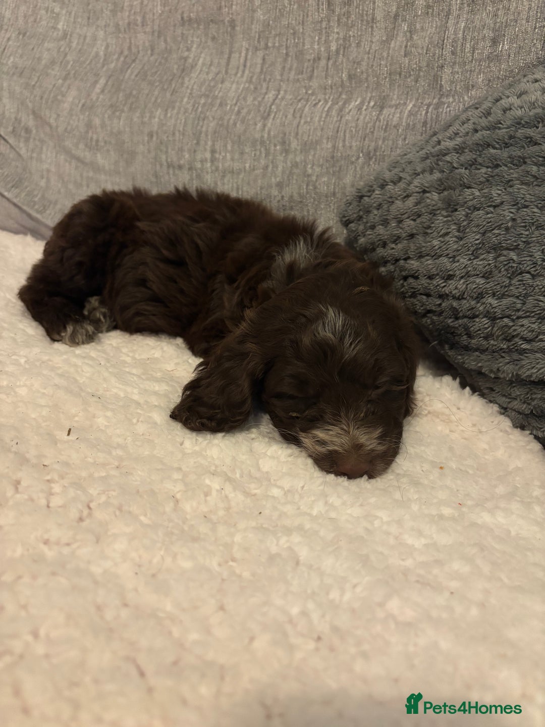 Cockapoo dogs for sale: ✨🐶 Gorgeous Cockapoo Puppies Ready Now! 🐶✨ - Image 6