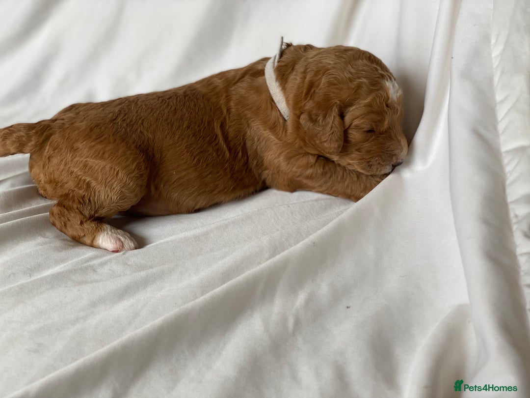 Labradoodle dogs for sale: Beautiful F3b Labradoodle Puppies - Image 5