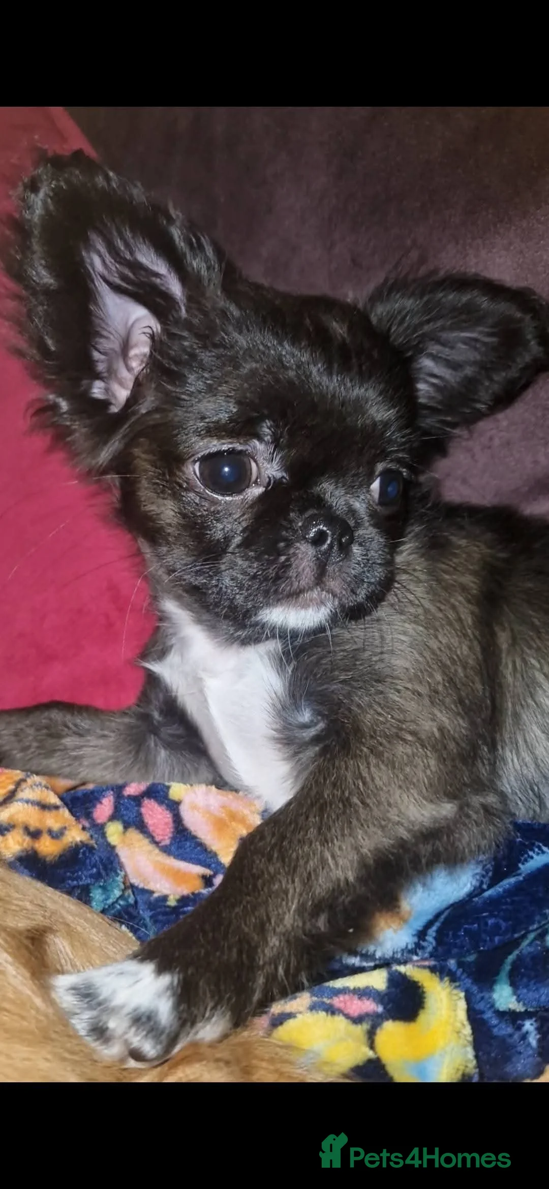Chihuahua dogs for sale: Bow, long haired apple head chihuahua  - Advert 2
