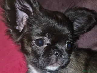 Chihuahua dogs Bow, long haired apple head chihuahua - Advert 1