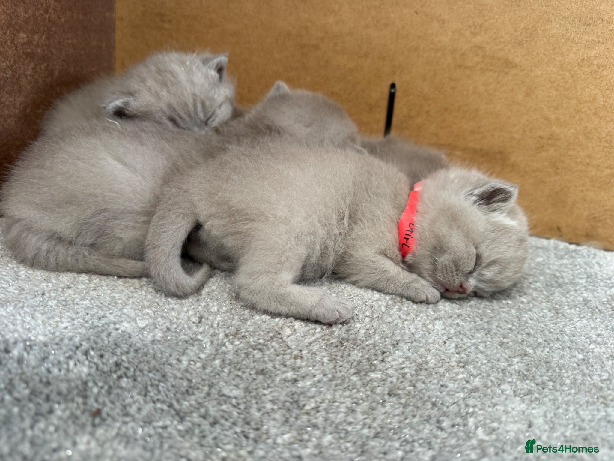 British Shorthair cats Lilac British shorthair GCCF and TICA registered - Advert 2