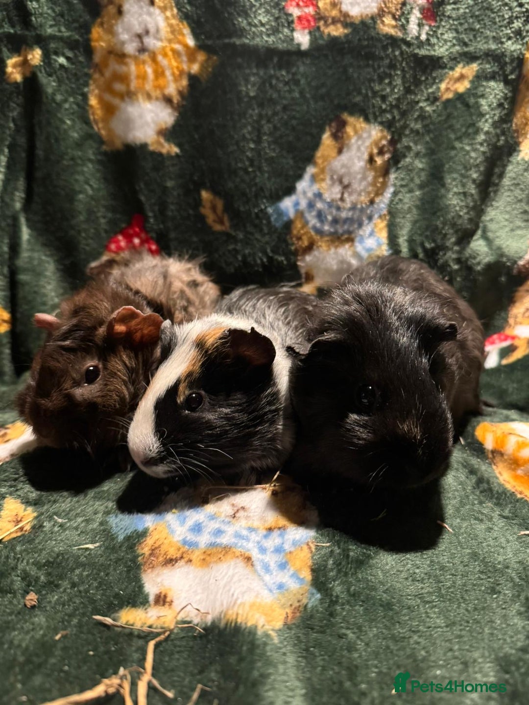 Guinea Pig rodents for sale: Beautiful Baby Guineapigs  - Image 7