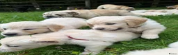 Golden Retriever dogs for sale: Mack/ Bryn Bach Golden X Evie/ Angel Annwyl - Advert 7