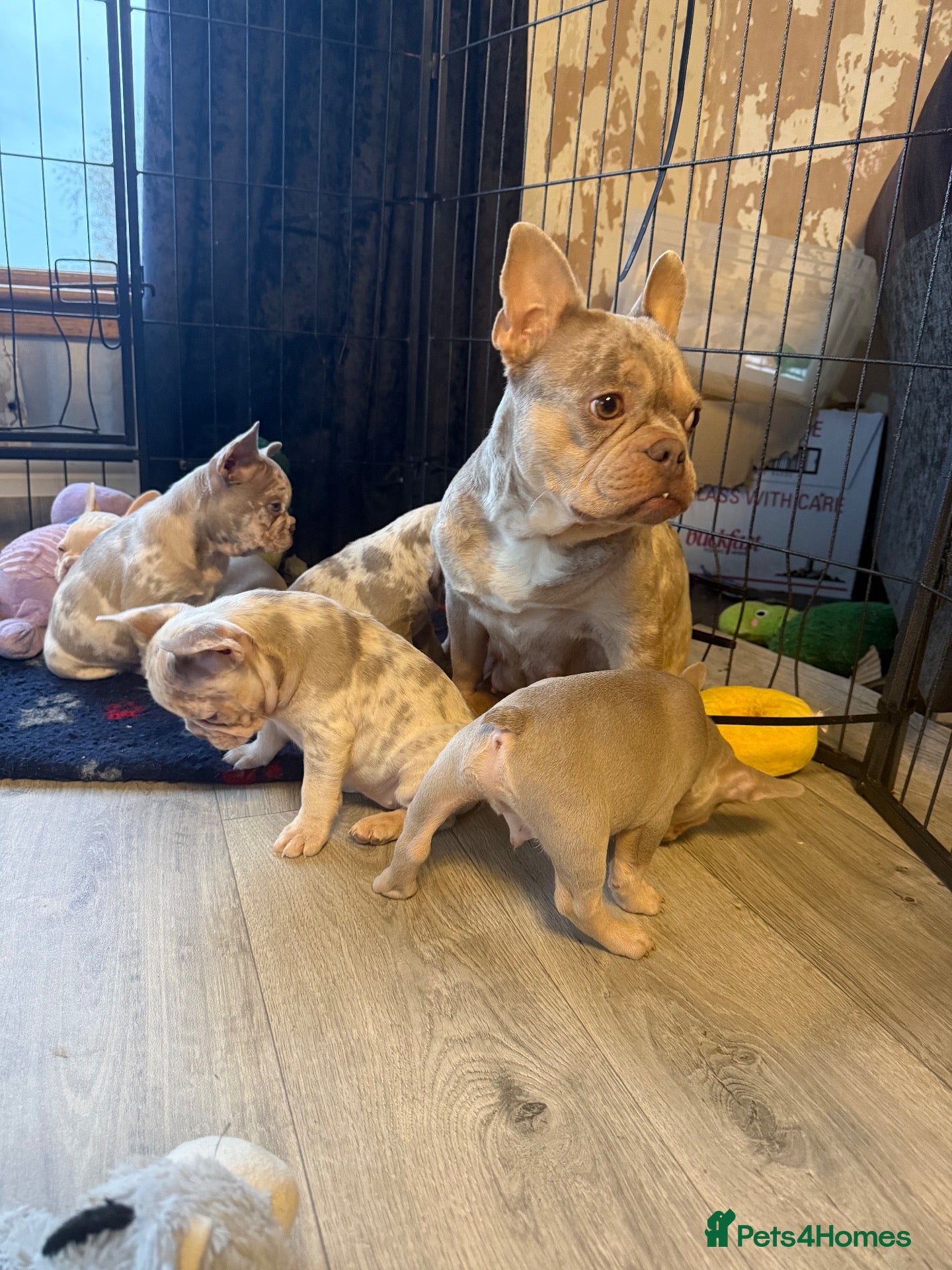 French Bulldog dogs French Bulldog Puppies - Advert 4