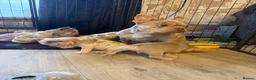French Bulldog dogs for sale: French Bulldog Puppies - Advert 1