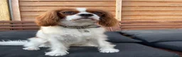 Cavalier King Charles Spaniel dogs for sale: Coco cavalier King Charles  - Advert 14