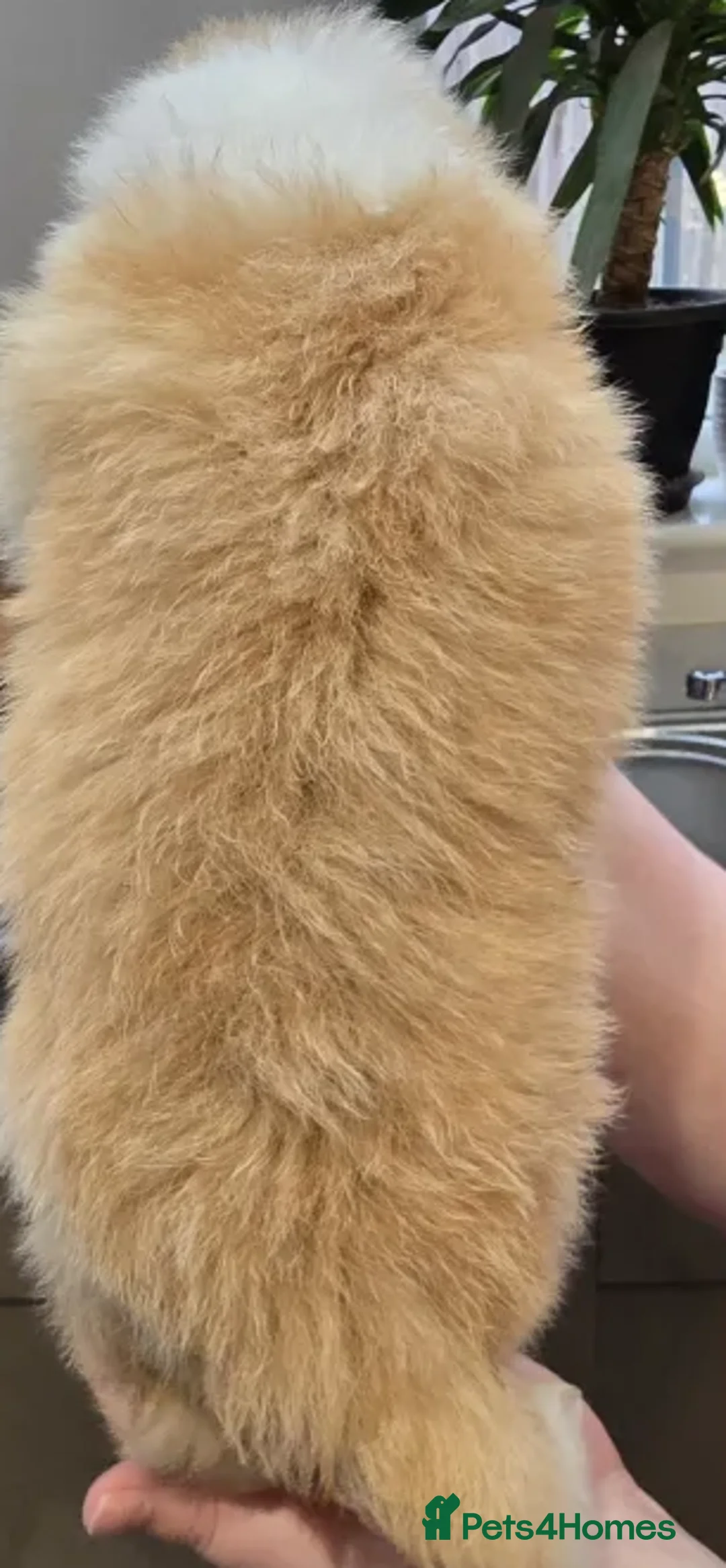 Border Collie dogs for sale: Perfect for Active Homes-Brilliant Border Collies - Advert 4