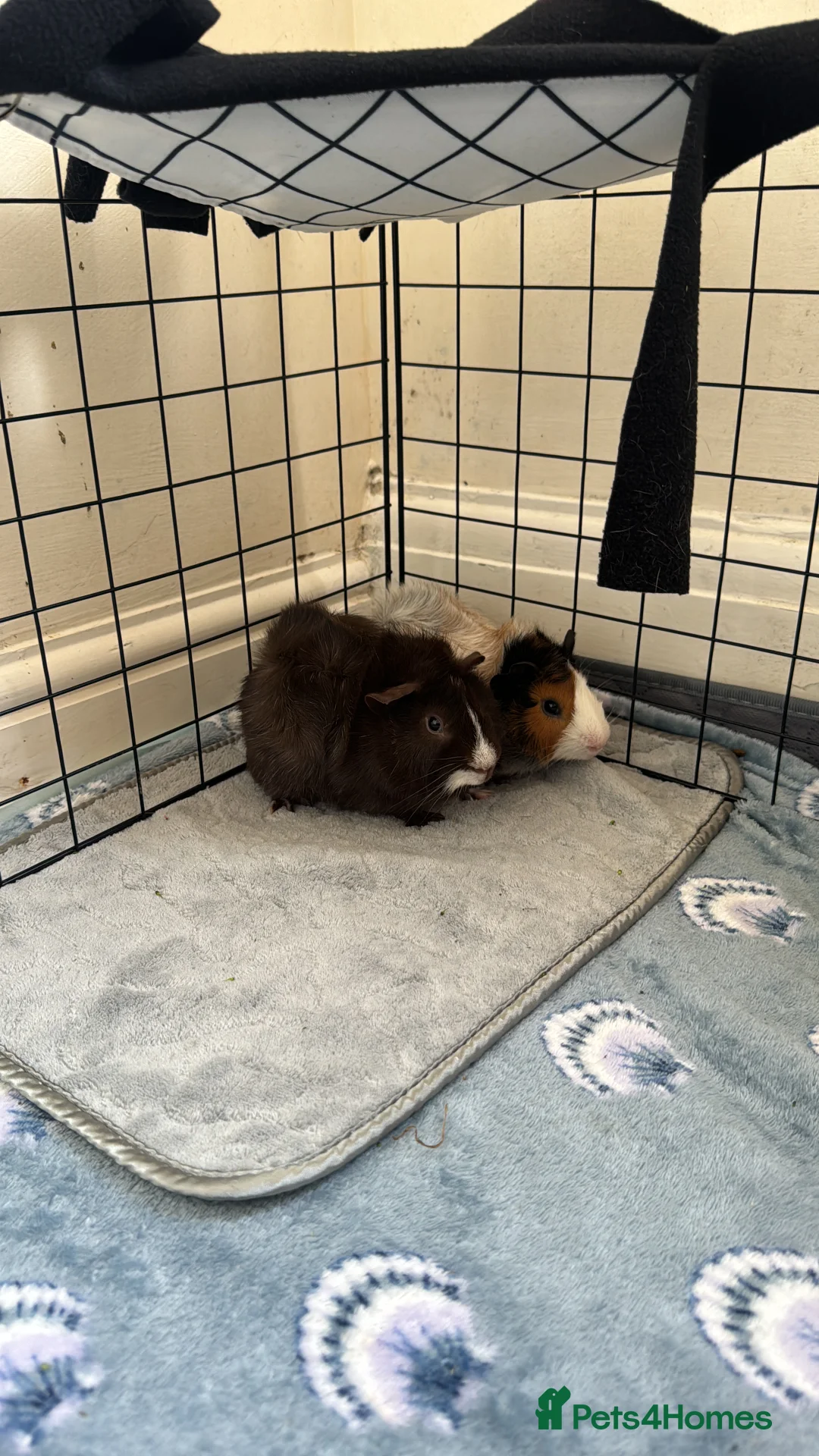 Guinea Pig rodents for sale: 2 male bonded brothers  - Advert 4